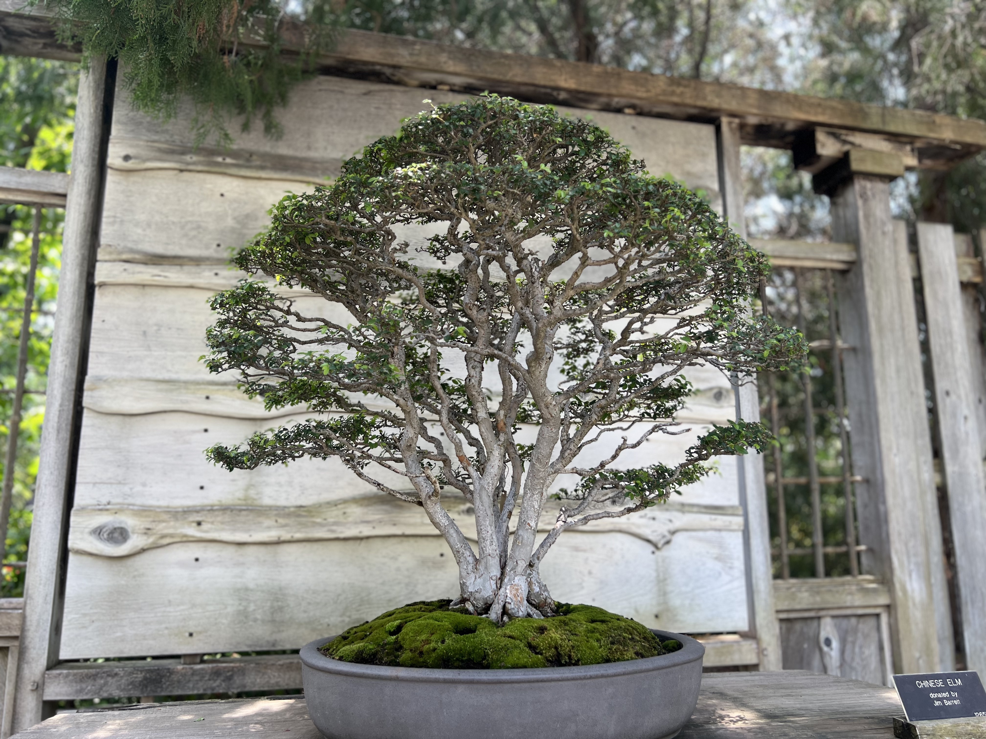 Bonsai Tree Care 101