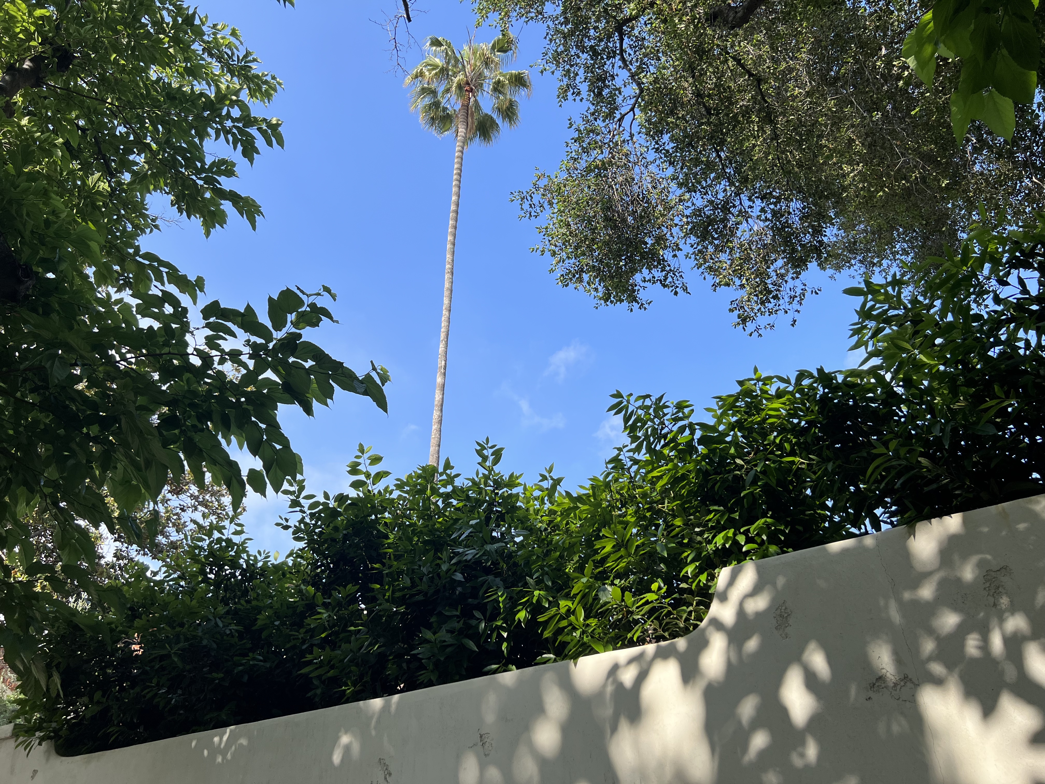 Hedges for Garden Privacy – How we Chose our Hedge