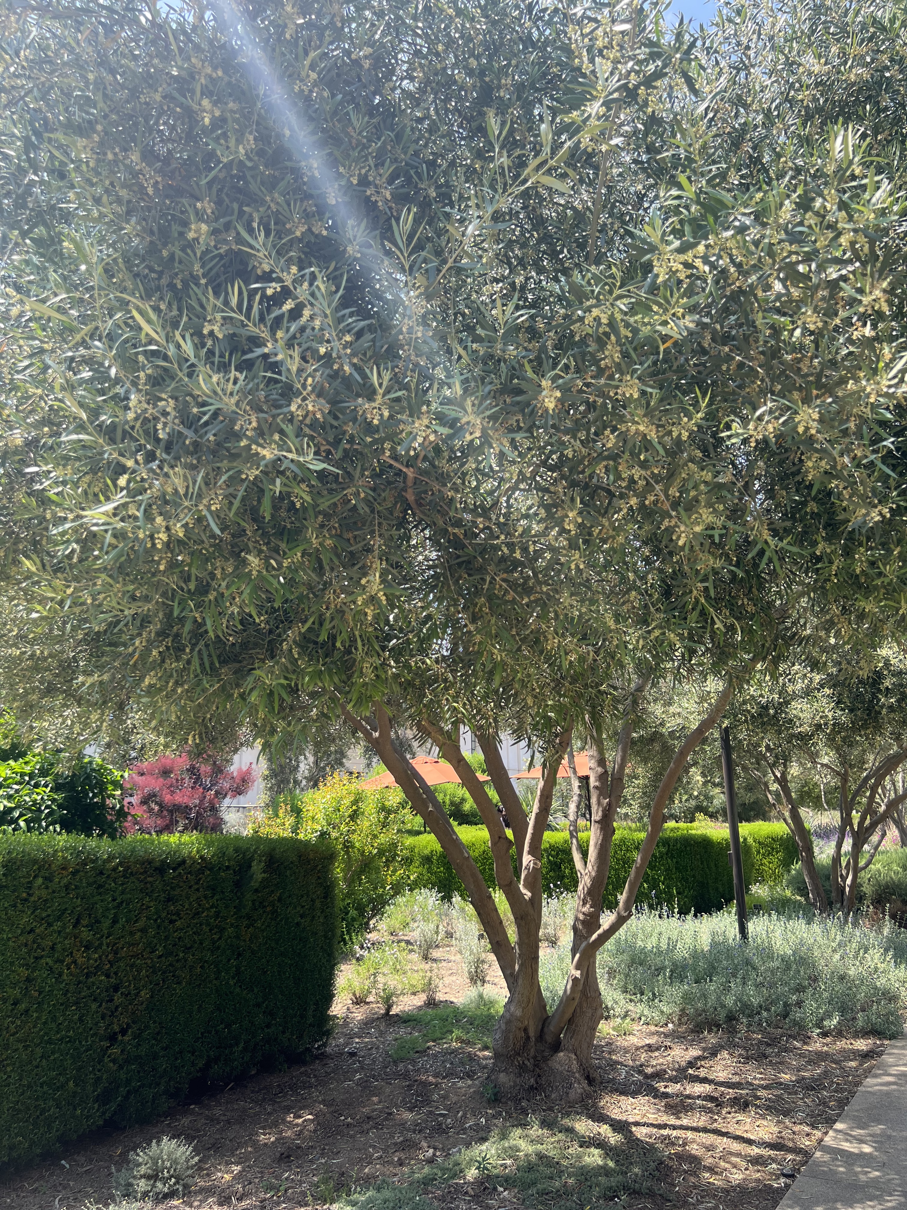 Pruning Olive Trees 101